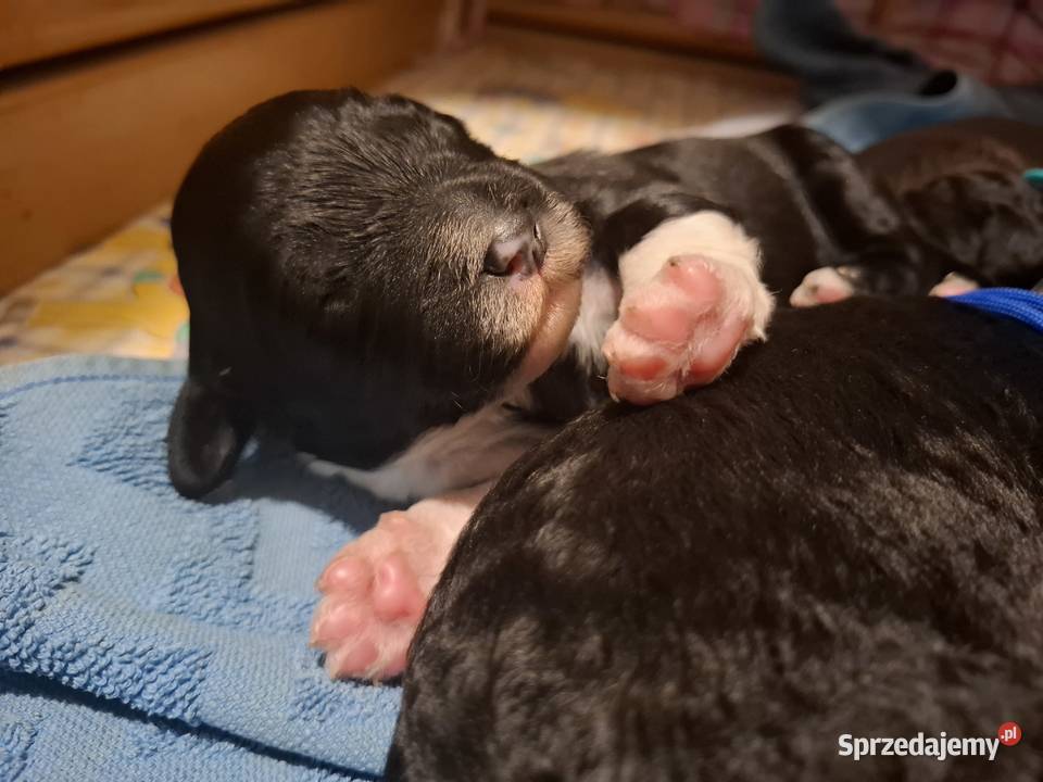 Portugalski pies dowodny szczenięta pieski Makówiec