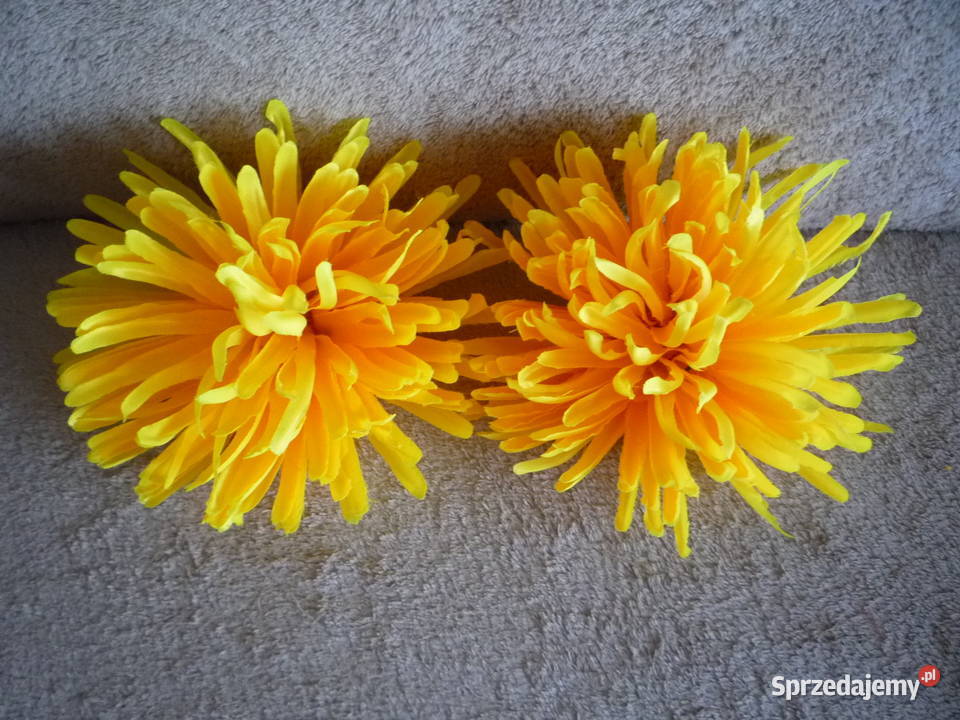 Duża 17 Astry Główka różowa żółta fioletowa Wyposażenie wnętrz Szczecin sprzedam