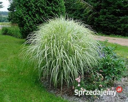 Trawy ozdobne miskant kostrzewa ostnica Jelitów