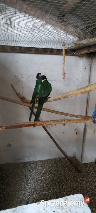 Bernard czarnogłowy Bochnia