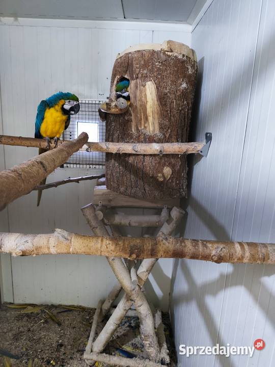 Ary ararauny para lęgowa Pszczyna