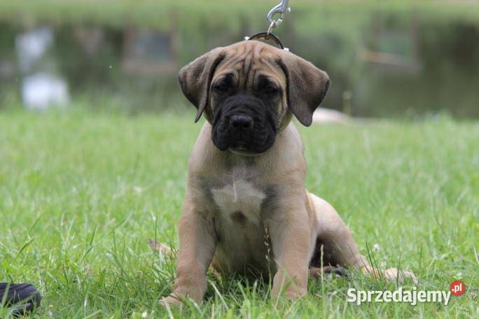 Presa Canario Dog Kanaryjski Dogo Canario