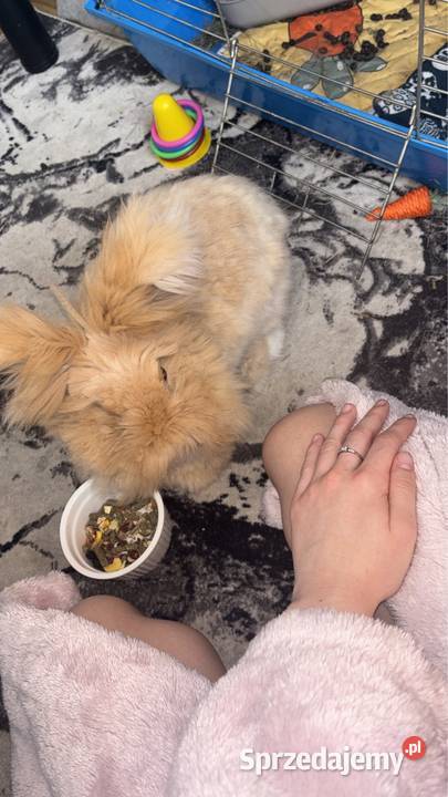 Sprzedam królika angora york Tarnobrzeg sprzedam