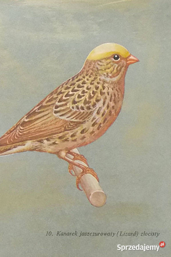 vintage plakat z kanarkiem kanarek obrazek A4 Opole