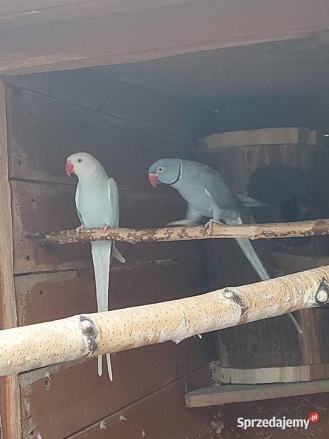 Aleksandretty Bogdaniec