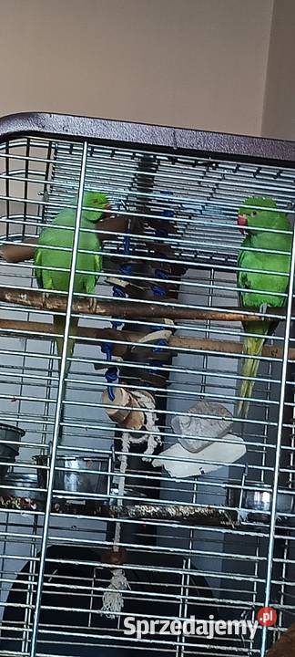 Zamienię parę Aleksandrett Ptaki Ptaki Bydgoszcz sprzedam