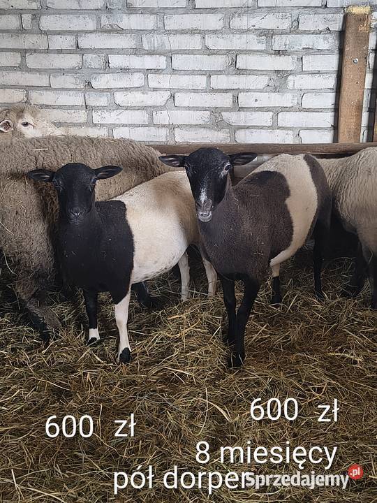 Owce 7 sztuk sprzedam
