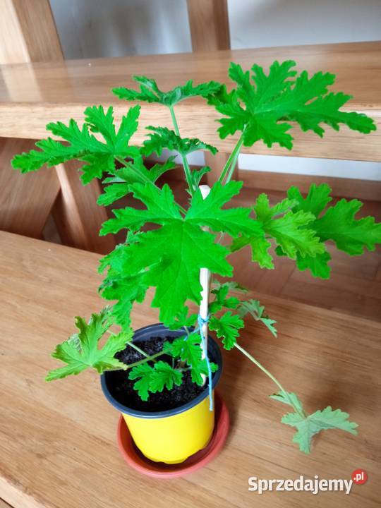 Geranium pachnące cytrynką Białystok