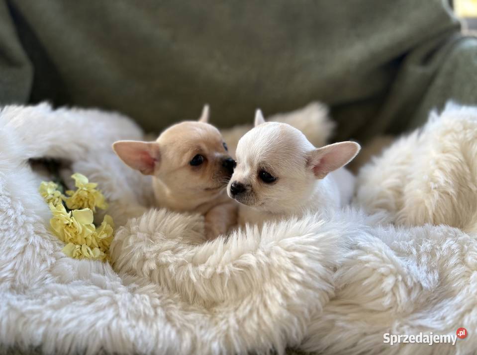 CHIHUAHUA PIĘKNE KRÓTKOWŁOSE SUNIE Warszawa