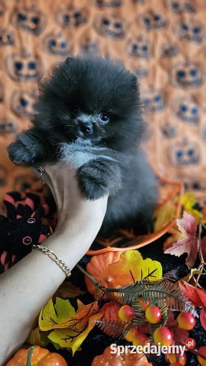 Pomeranian Szpic Miniaturowy piesek BlueWhite