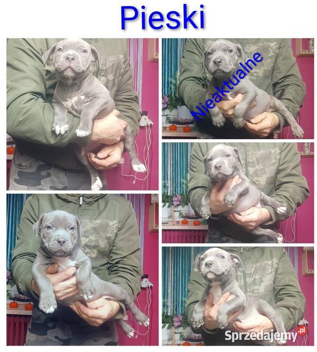 American staffordshire terrier Strzelniki
