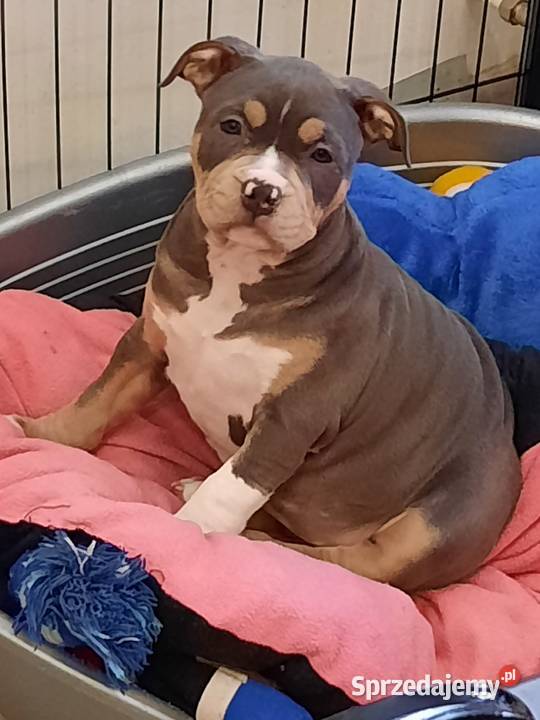 Amstafy TRICOLOR DO REZERWACJI Dęblin