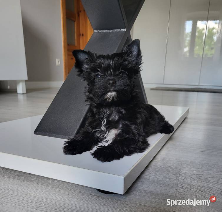 Yorkshire Terrier czarna sunia