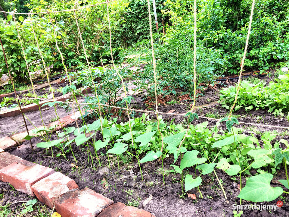 Działka ROD Niedźwiednik Gdańsk 540 m2