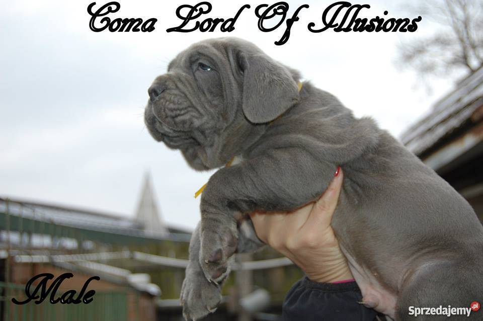 Mastino Napoletano Mastif neapoletanski dolnośląskie sprzedam