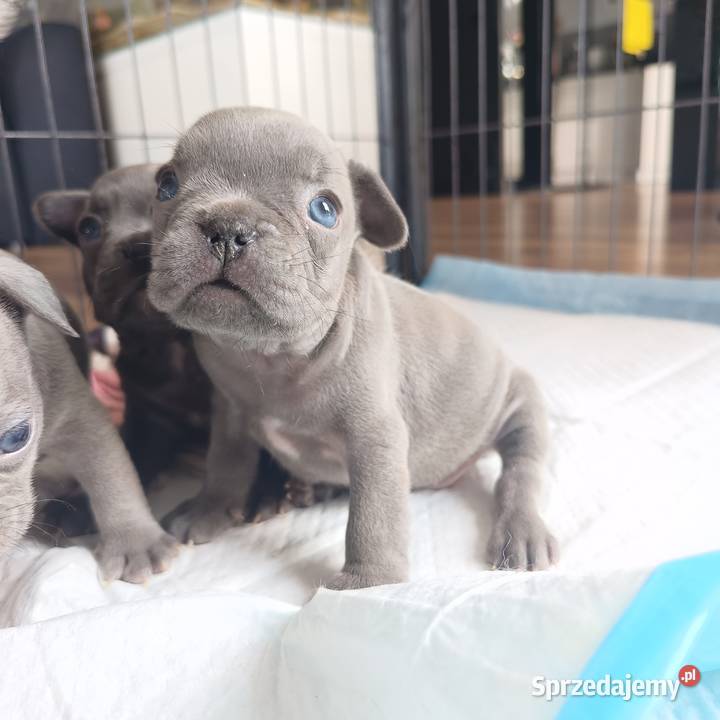 Buldogi francuskie lilak lilac odb Kwiecień zachodniopomorskie Szczecinek
