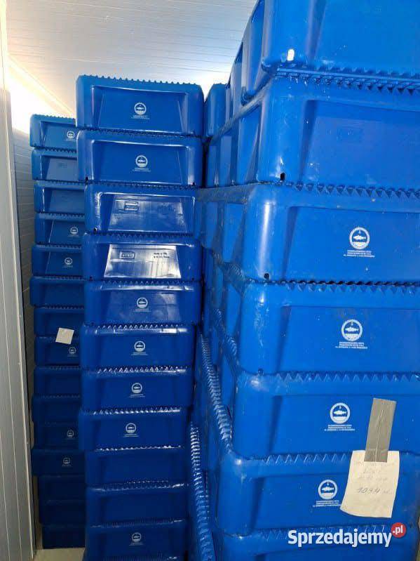 SKRZYNKI RYBACKIE NOWE 800 SZTUK Czapury