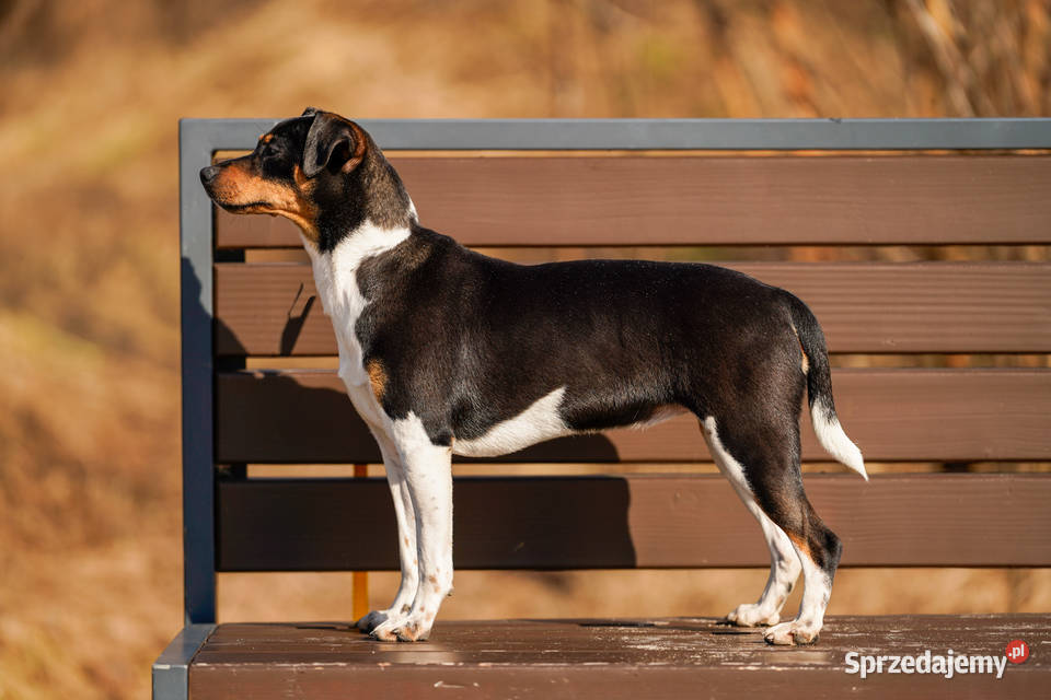 TERIER BRAZYLIJSKI suczka z rodowodem Ostrów Mazowiecka