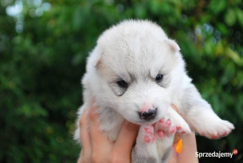 Hodowla Siberian Husky szczenięta ZKwPFCI Rzeszów