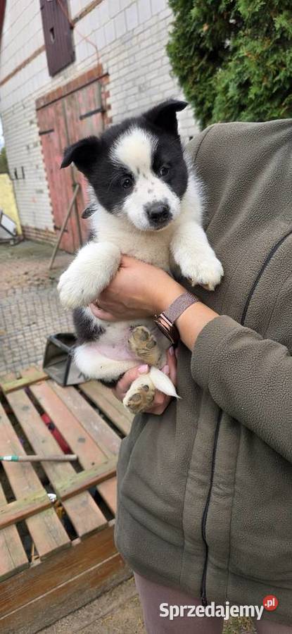 Karelski pies na niedźwiedzie Turobin