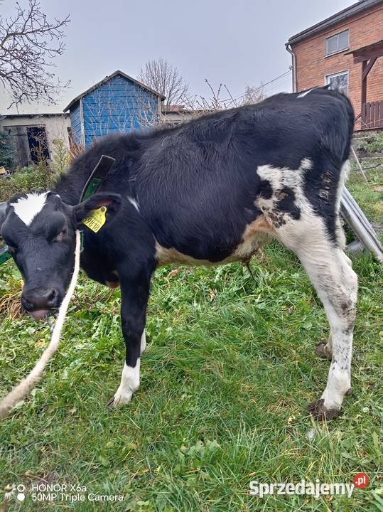 Sprzedam byczki