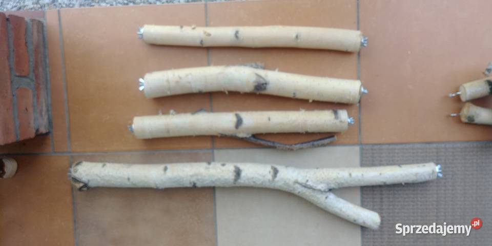 Żerdzie brzozowe z mocowaniami papug Ruda Śląska
