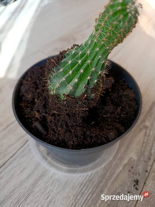 kaktus kolejny do pilnej sprzedaży Poznań