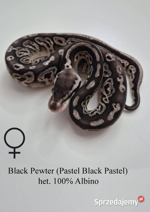 Pyton królewski Black Pewter 100 het Albino Gady i płazy