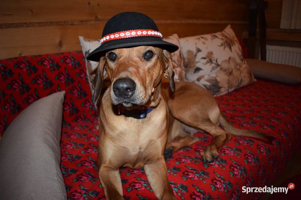 Rhodesian Ridgeback Rodezjan Szczeniaki Wolne Pozostałe Łomża sprzedam