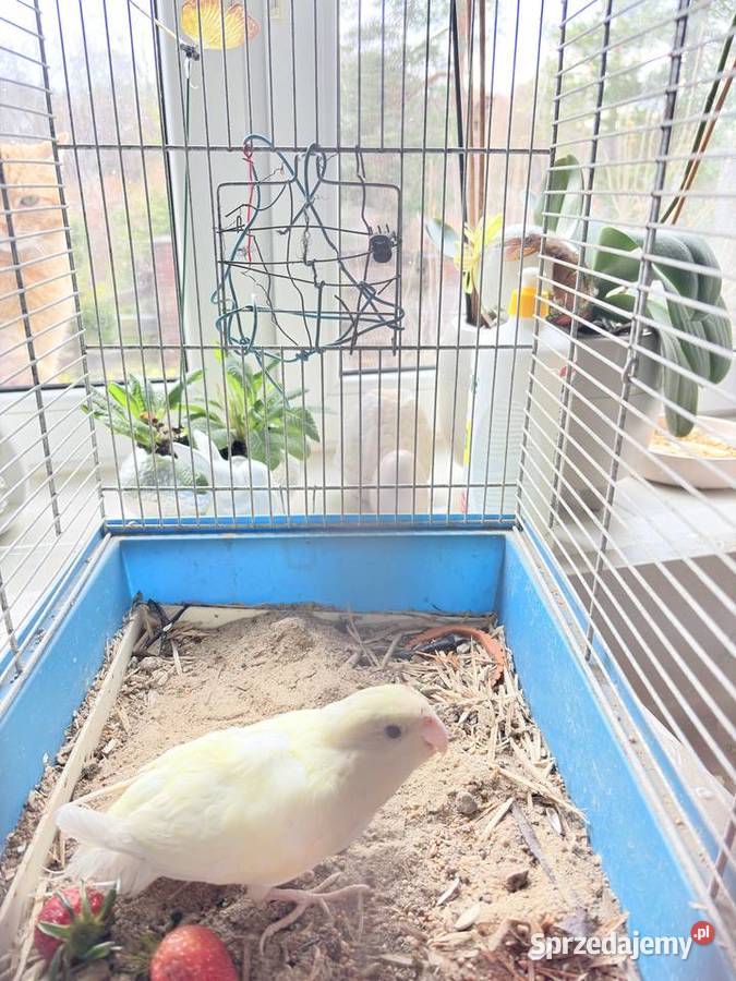 Papugi Modrolotki Ptaki Skarszewy