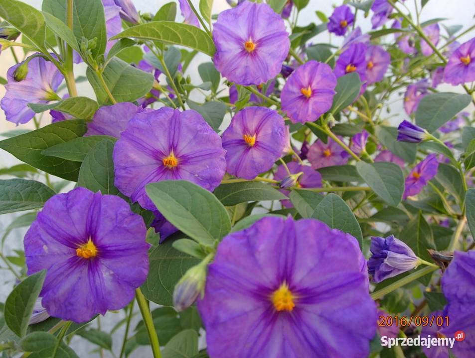 SZAFIRIRUWA BURZA SOLANUM RANTONETTI PSIANKA Rośliny