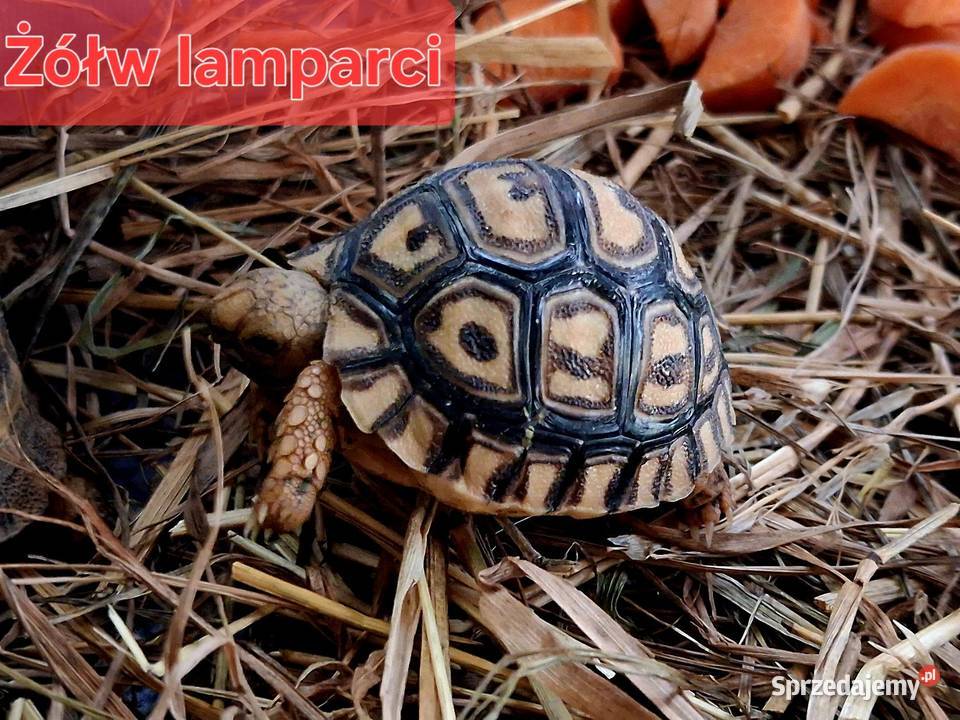 Sprzedam żółwie stepowe żółwie lamparcie żółwie