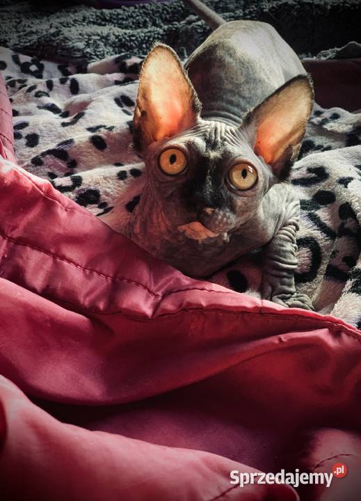 Sphynx Sfinks Likwidacja hodowli dorosle Kotełki Warszawa sprzedam