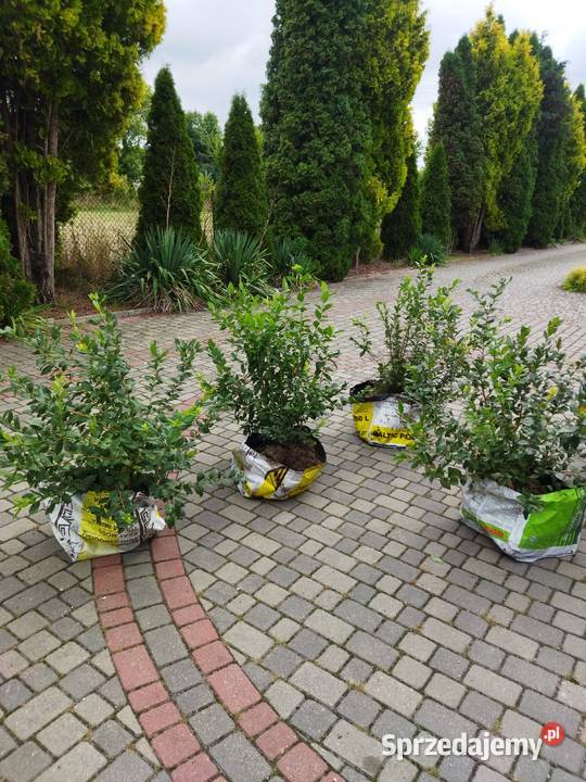 sprzedam krzewy borowki amerykanskiej łódzkie Radomsko sprzedam