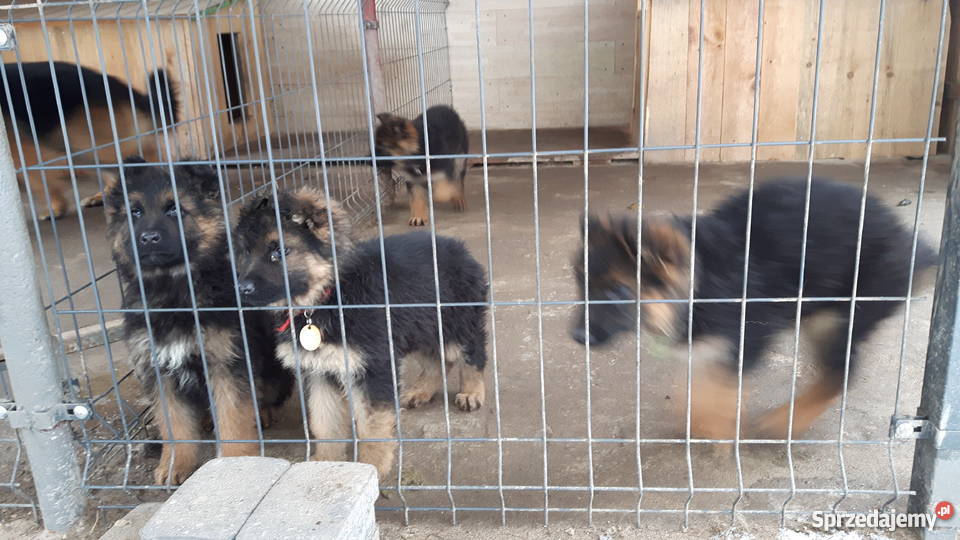 Szczeniaki Owczarka Niemieckiego Długowłosego Chełmce