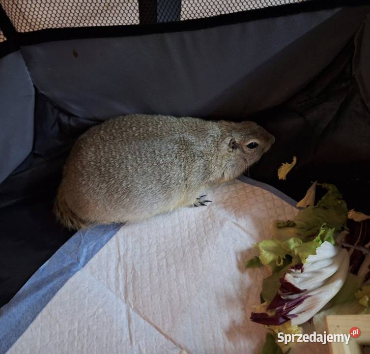 suseł preriowy suseł richardsona Mińsk Mazowiecki sprzedam