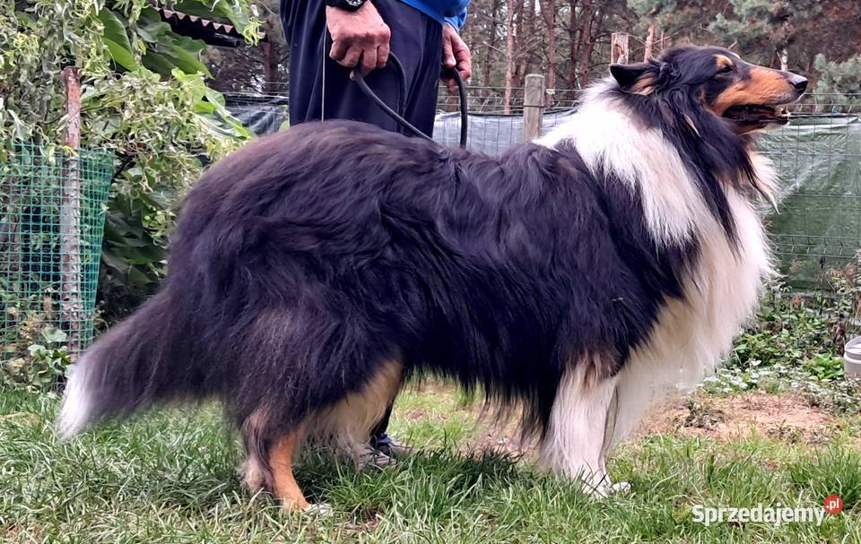 Owczarek szkocki Collie siczka Bełchatów sprzedam