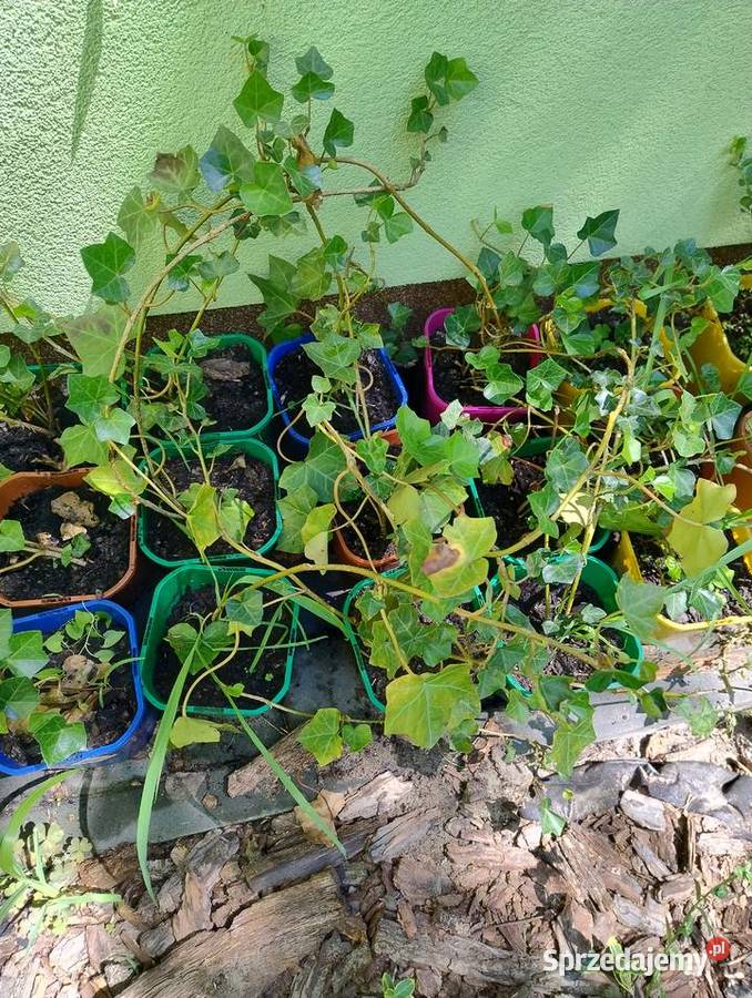 Krzewy wieloletnie do ogrodu nadwyżki Nisko sprzedam