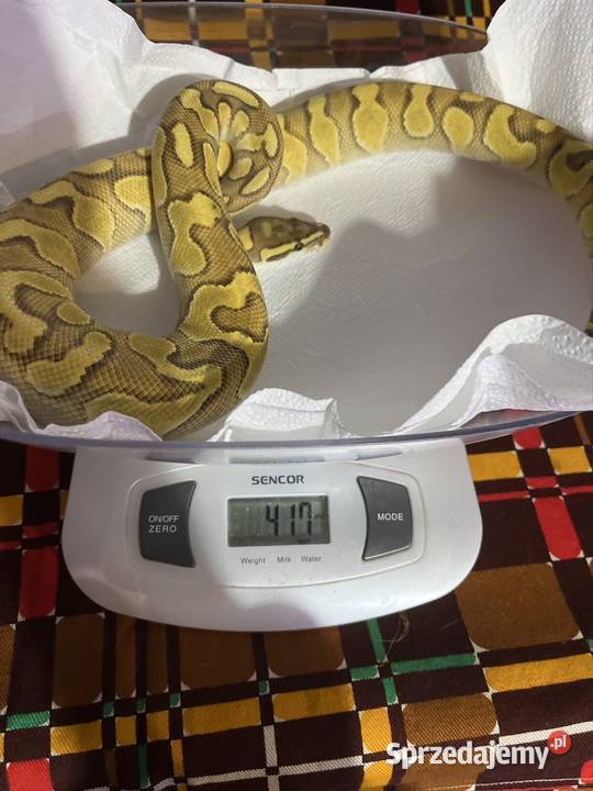 Węże parka Poznań sprzedam