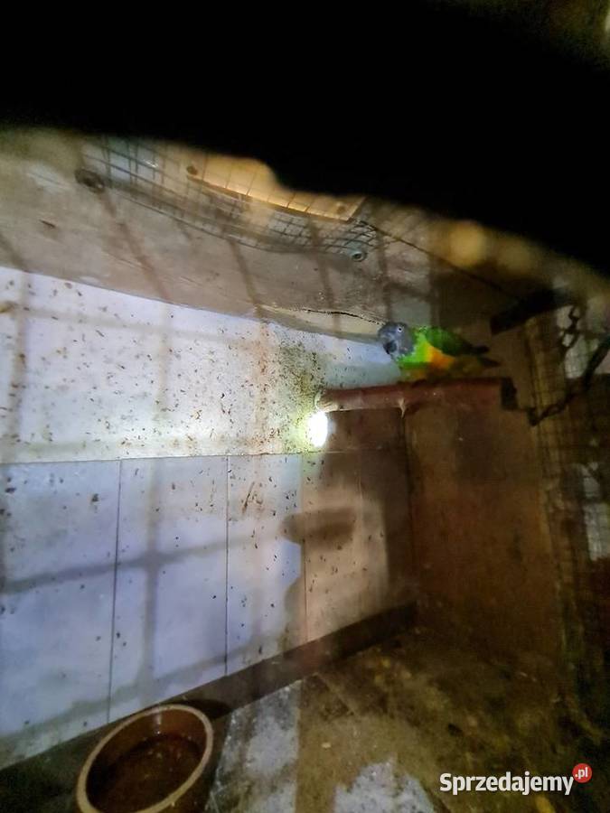 Senegalka do ręcznego karmienia małopolskie Kraków sprzedam