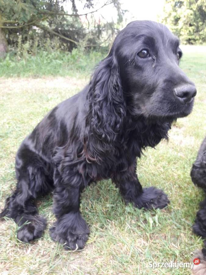 Cocker Spaniel Angielski sunia Zwierzęta Sieradz