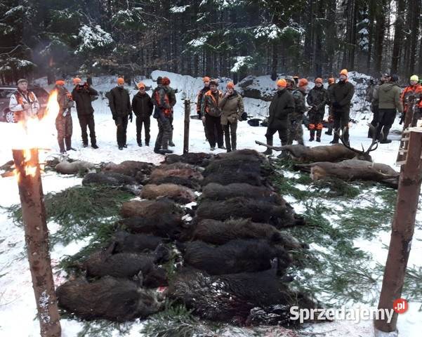 Psy rasy GOŃCZY POLSKI ZKwP polujące serdecznie Posada Jaćmierska