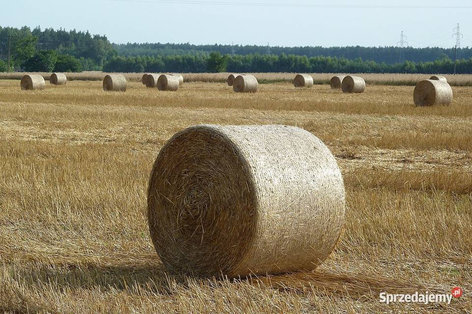 Słoma w belach 120x120 kujawsko-pomorskie Wiewiórczyn sprzedam