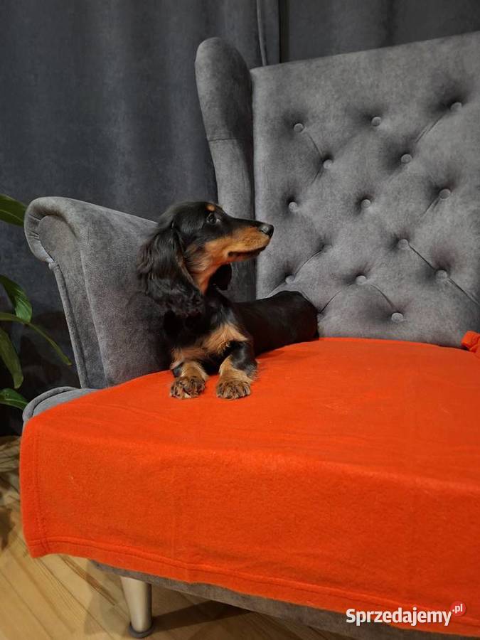 Jamnik długowłosy suczka Żyrardów