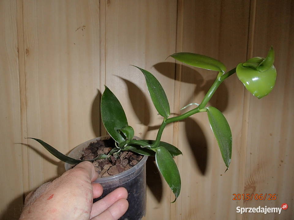 Sadzonka wanilii w doniczce storczyk Szczawin
