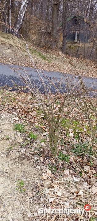 Trzmielina Oskrzydlona DUŻE SADZONKI