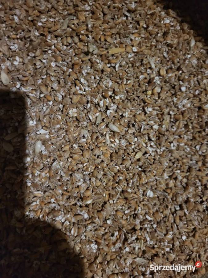 Kukurydza pszenica gnieciona walcowniagniotownik Mikołów