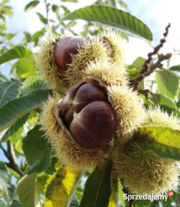 KASZTAN JADALNY Castanea sativa NASIONA 100g Lubanie