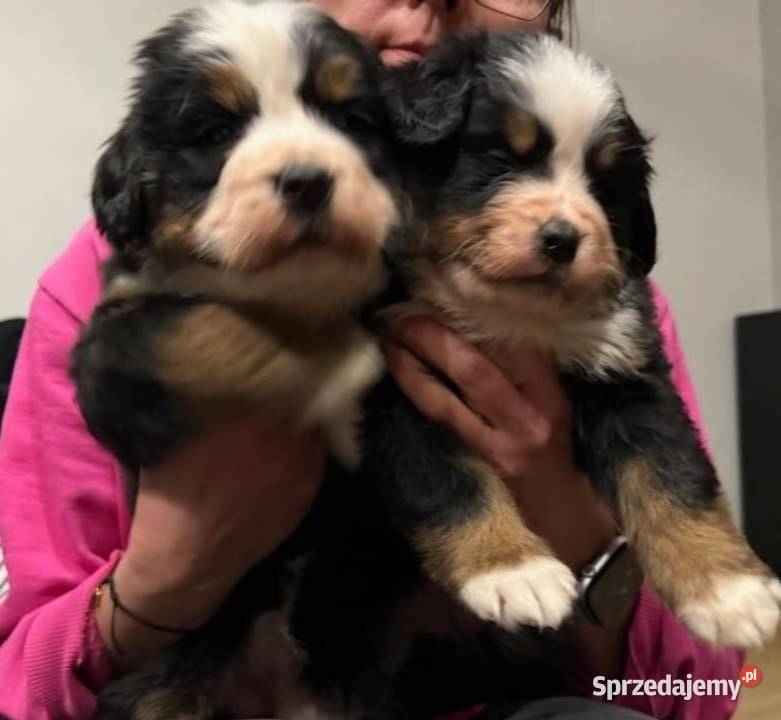 Berneński pies pasterski Psy mazowieckie