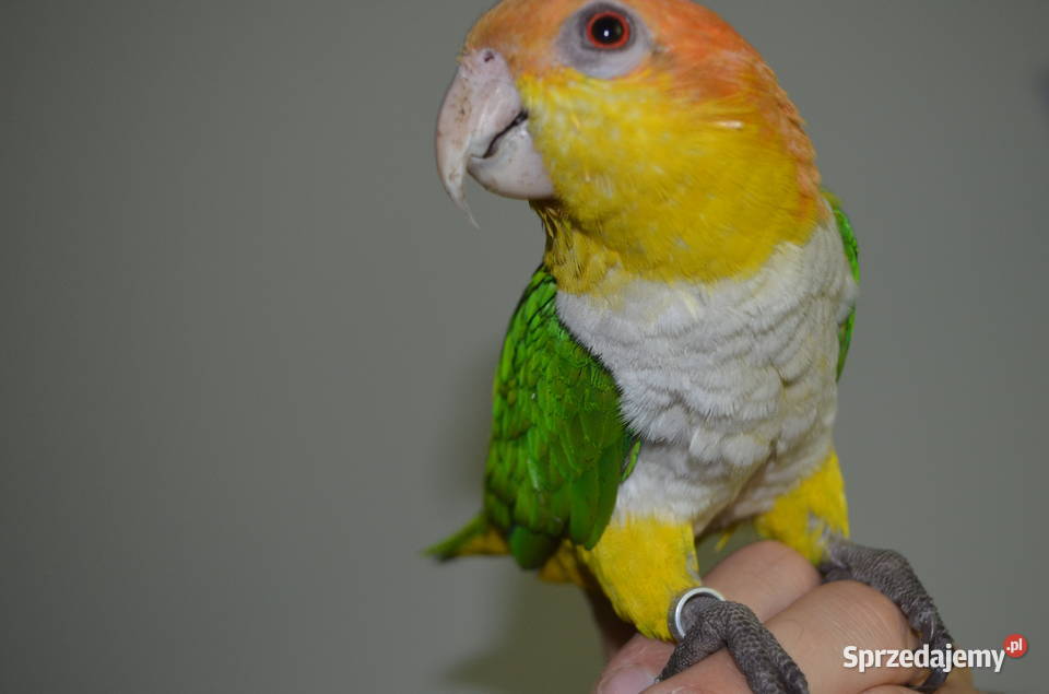 Barwinka Białobrzucha małopolskie